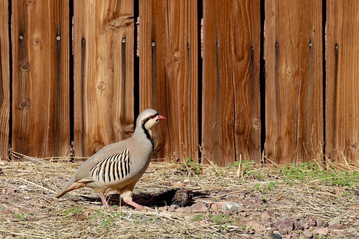 イワシャコ - ML646433647