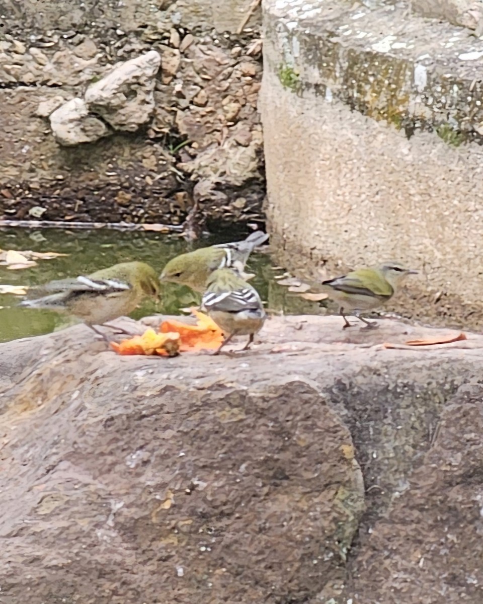 Tennessee Warbler - ML646433648