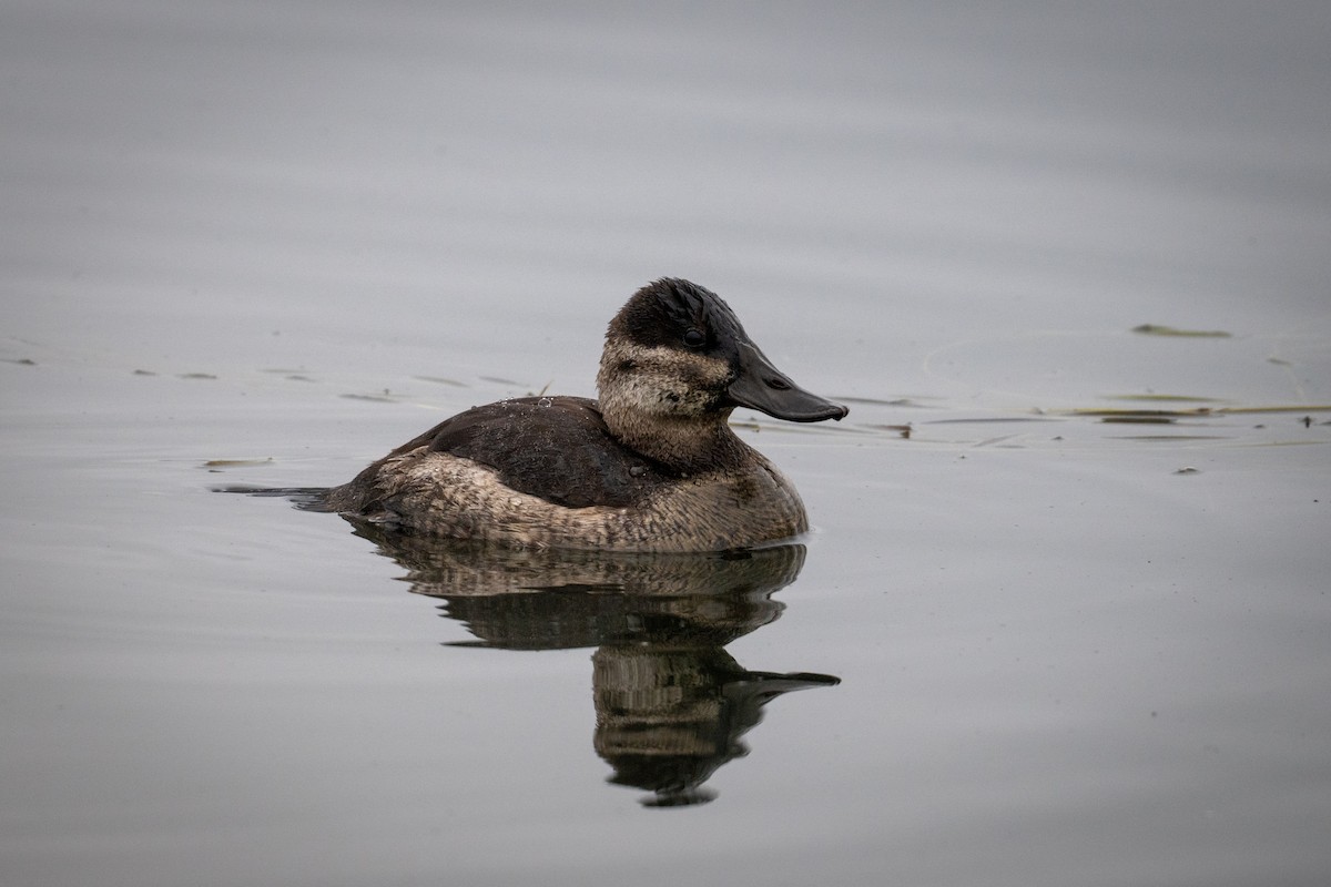 Ruddy Duck - ML646433649