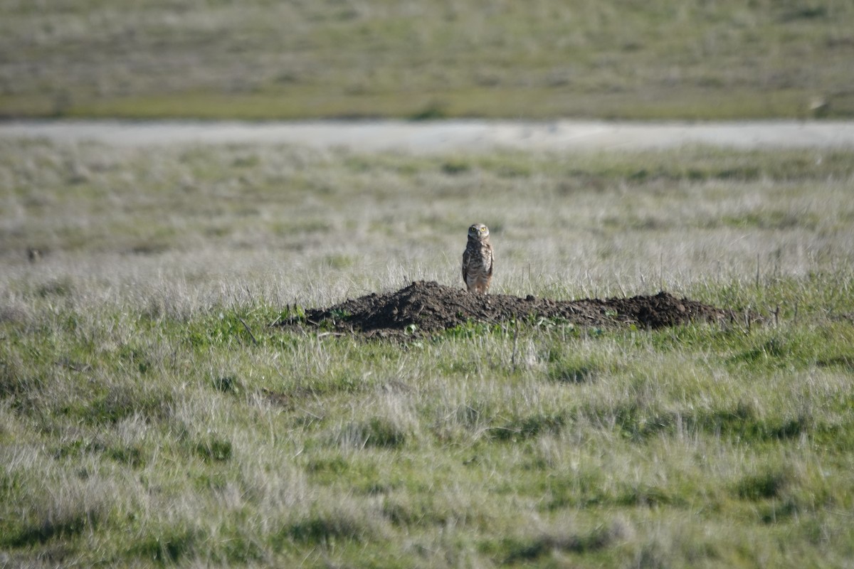 sýček králičí - ML646433650