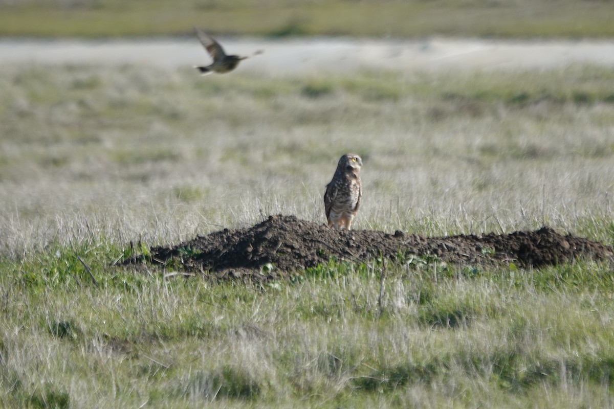 sýček králičí - ML646433651