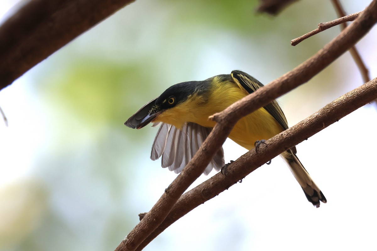 Common Tody-Flycatcher - ML646433652