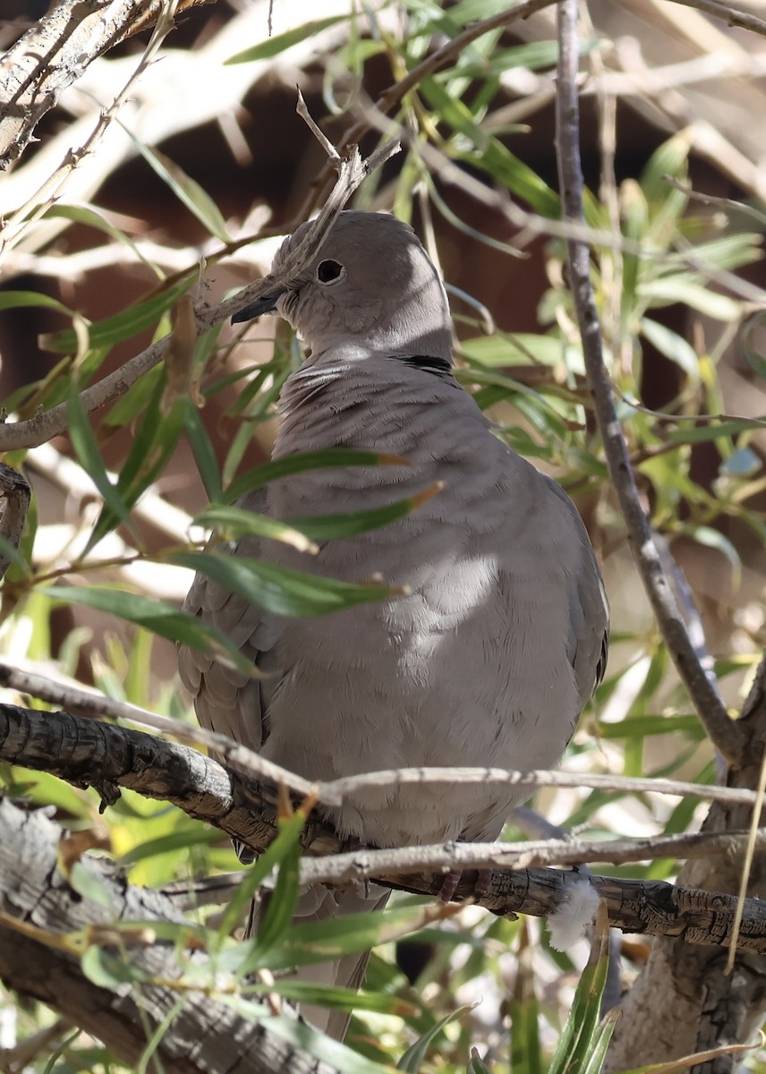 シラコバト - ML646433654
