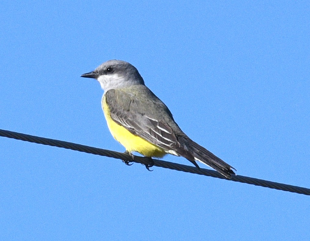 Western Kingbird - ML646433655