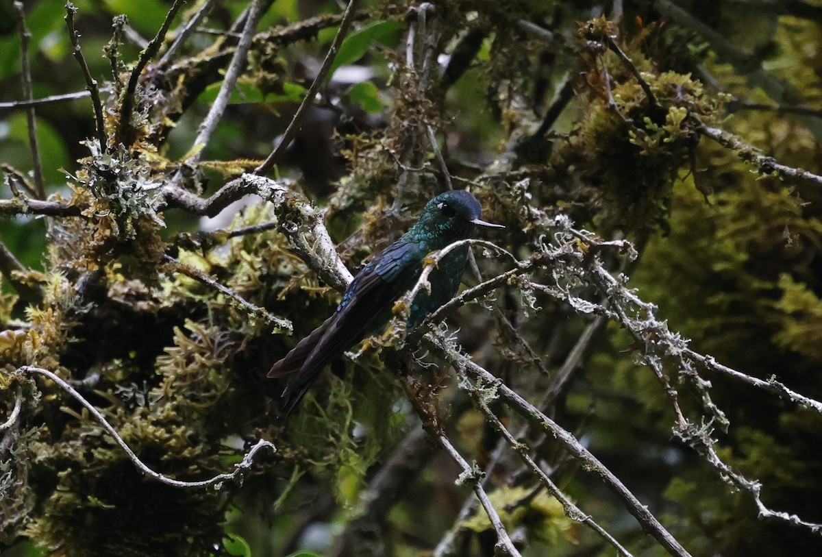 Érione catherine - ML646433658