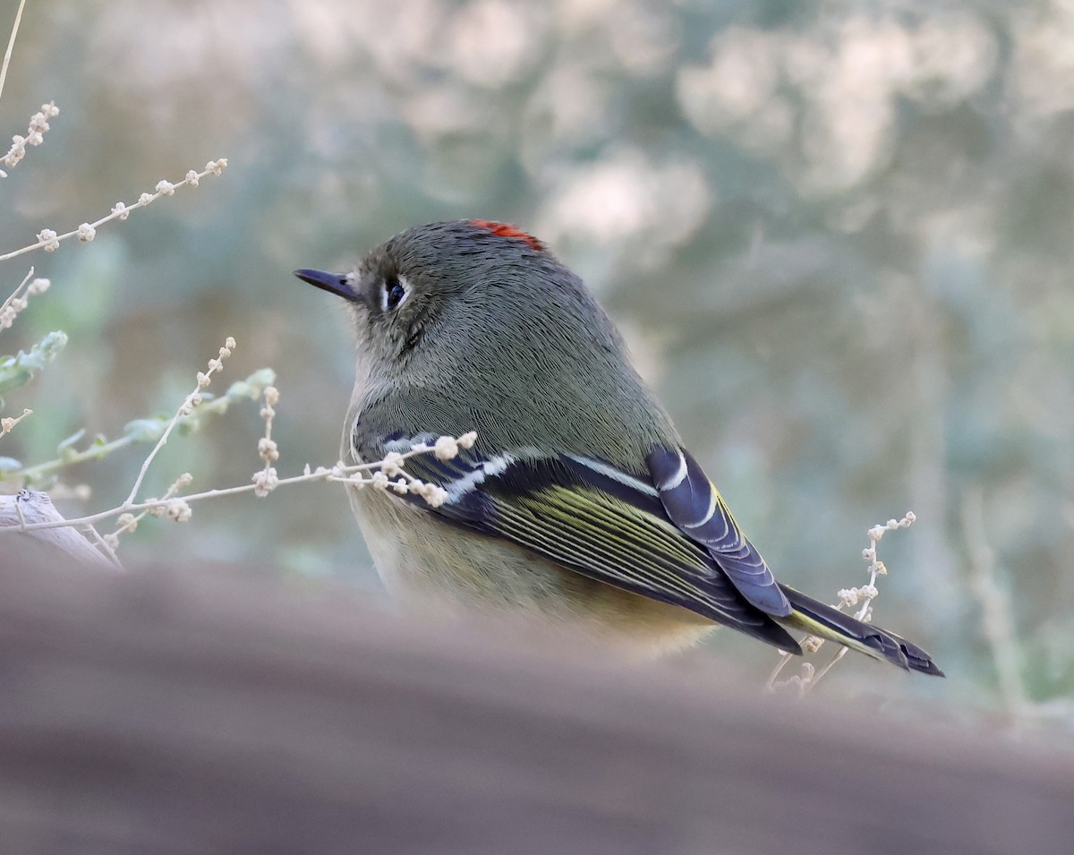 ルビーキクイタダキ - ML646433660