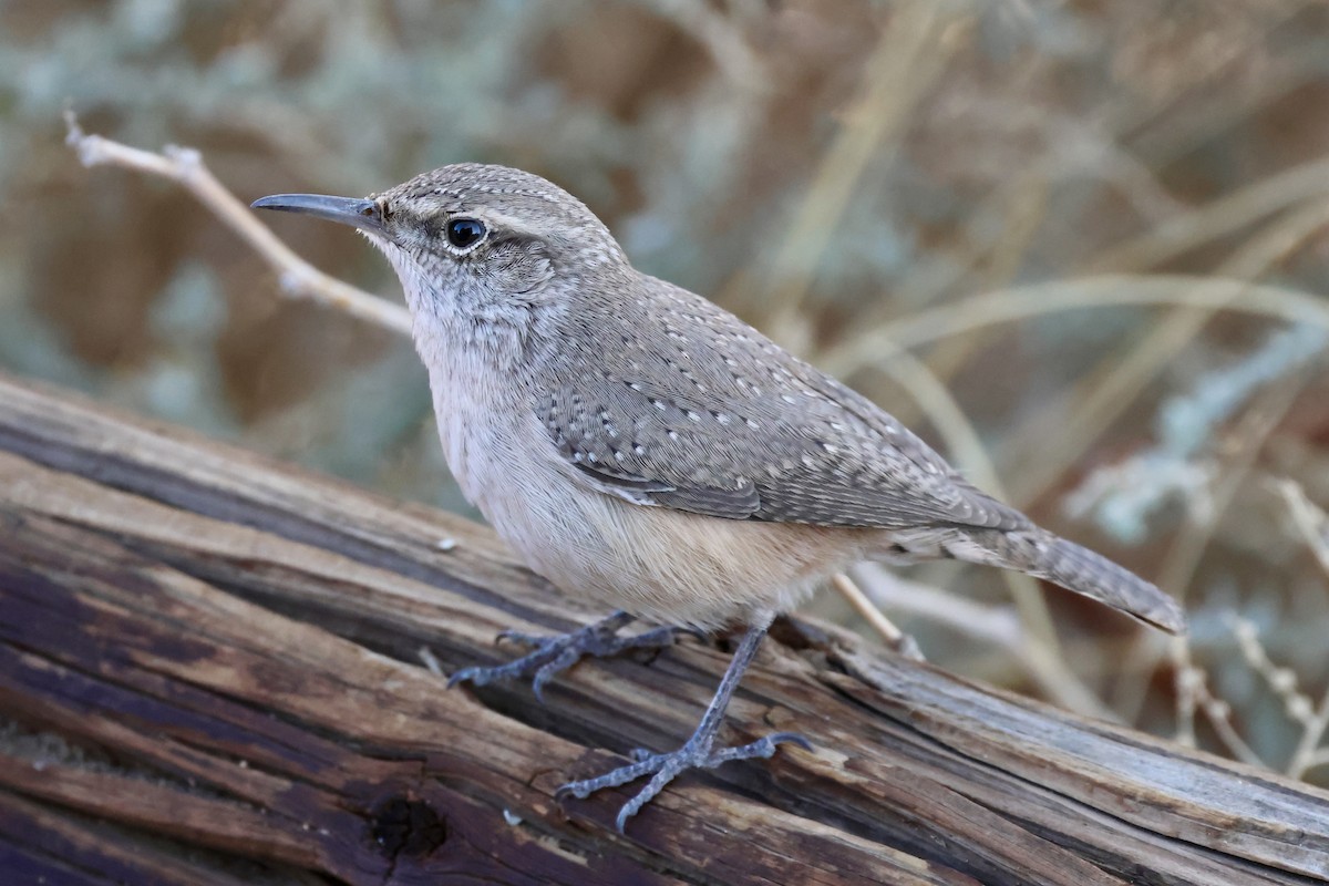 イワミソサザイ - ML646433661