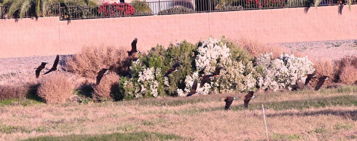 Fulvous Whistling-Duck - ML646433662