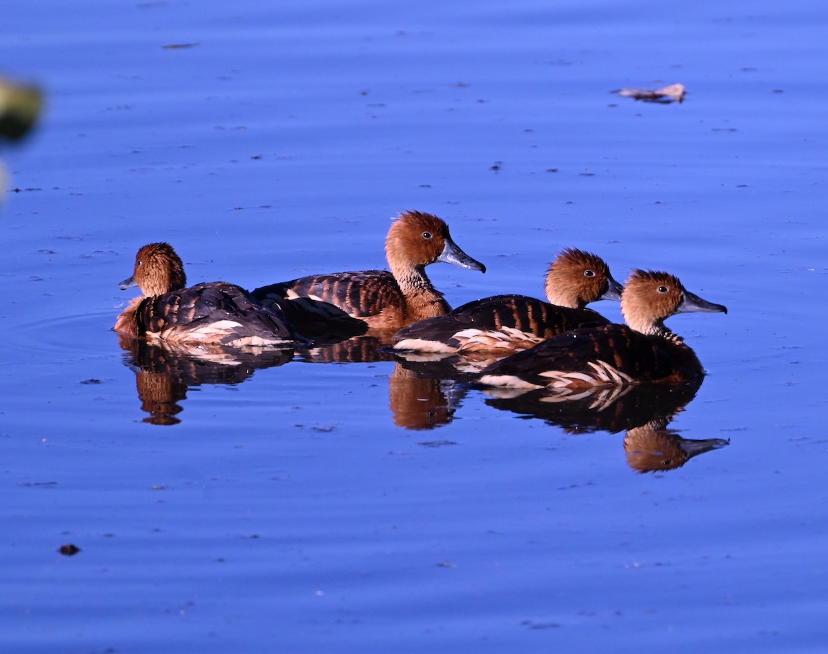 Fulvous Whistling-Duck - ML646433663