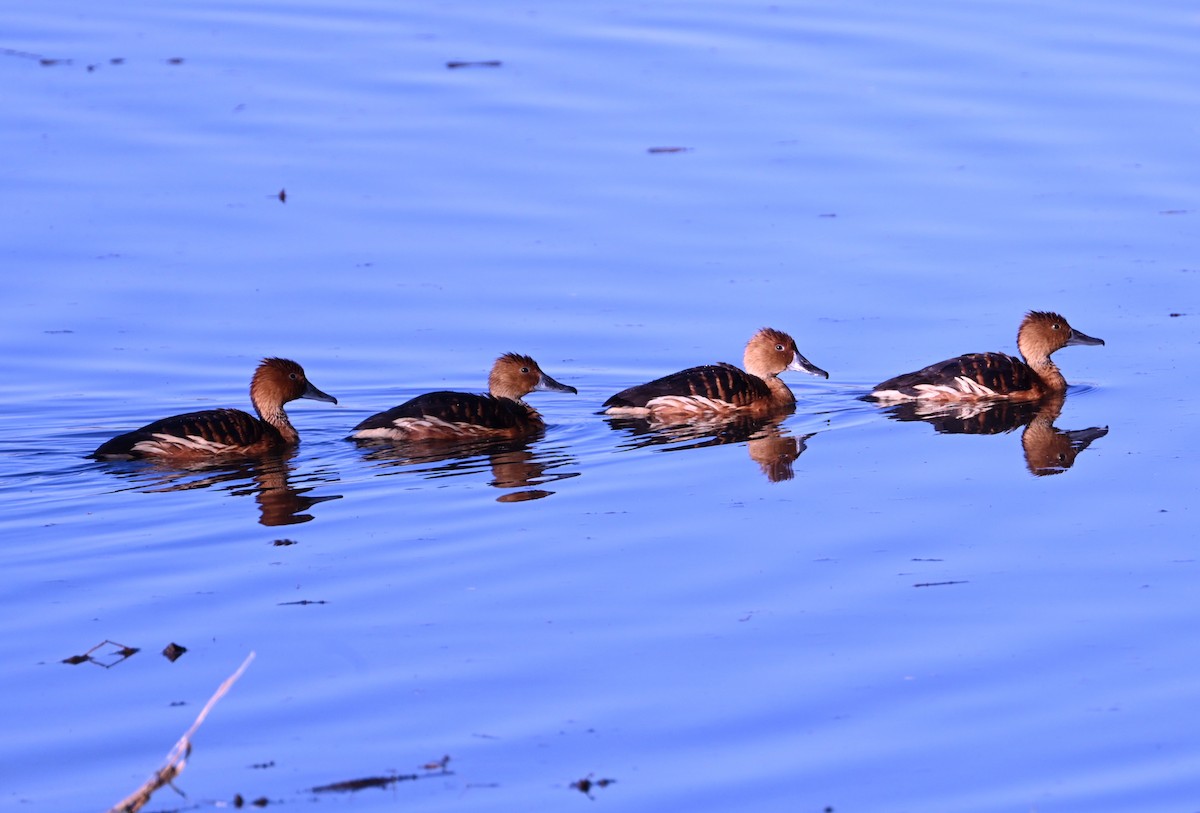 Fulvous Whistling-Duck - ML646433664