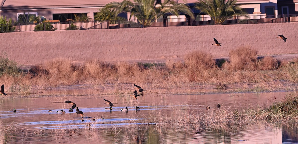Fulvous Whistling-Duck - ML646433665