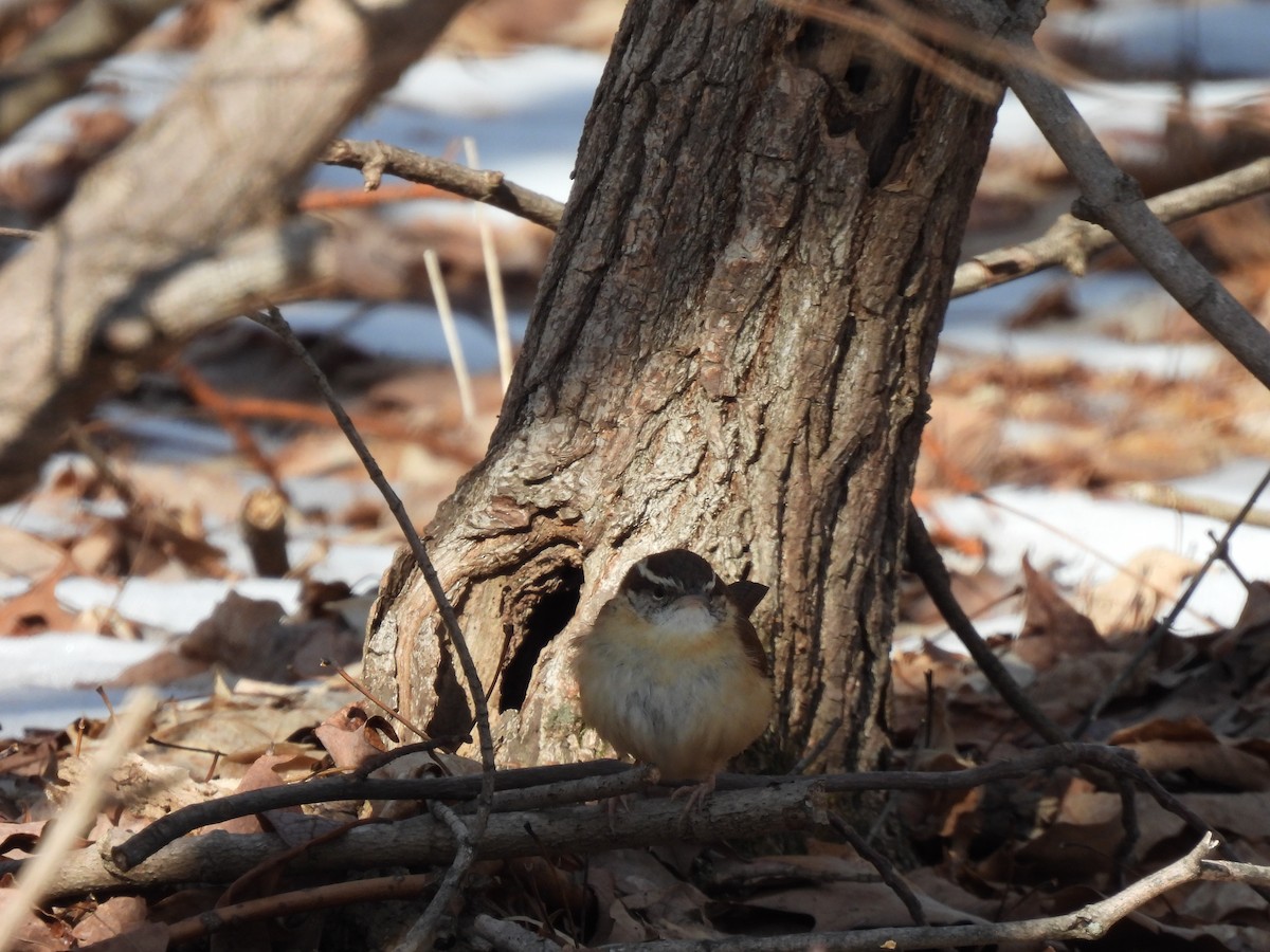 Carolina Wren - ML646433666