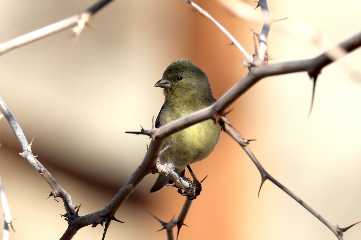 ヒメキンヒワ - ML646433667