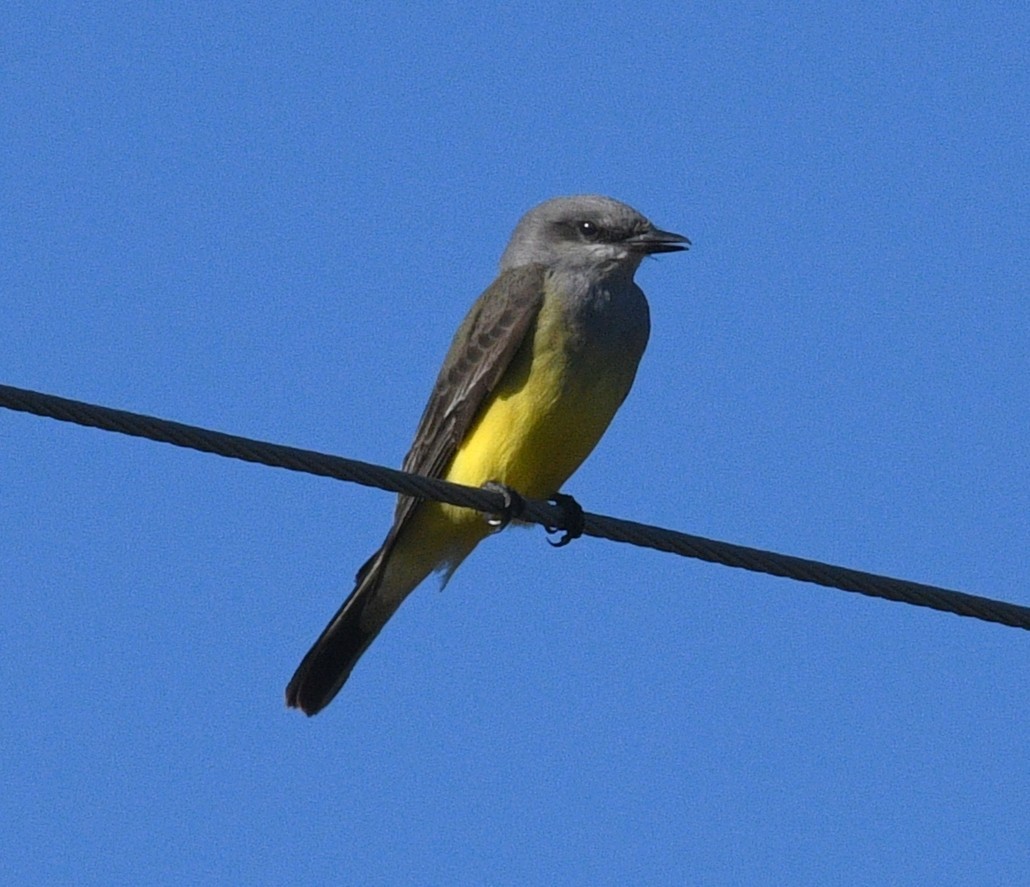 Western Kingbird - ML646433668