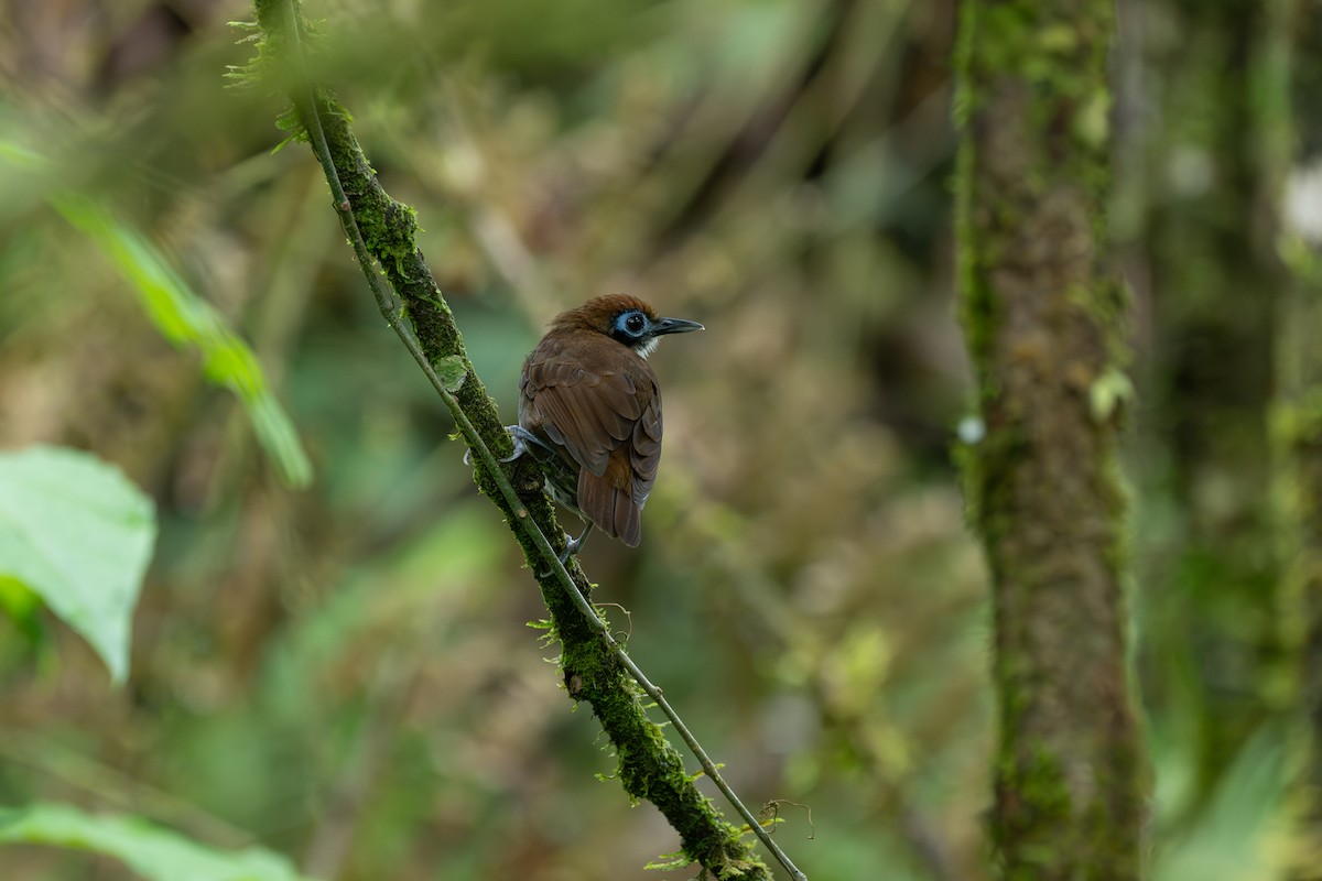 Bicolored Antbird - ML646433671