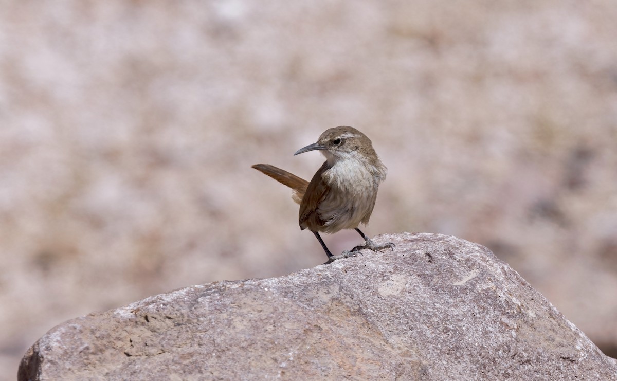 Straight-billed Earthcreeper - ML646433673