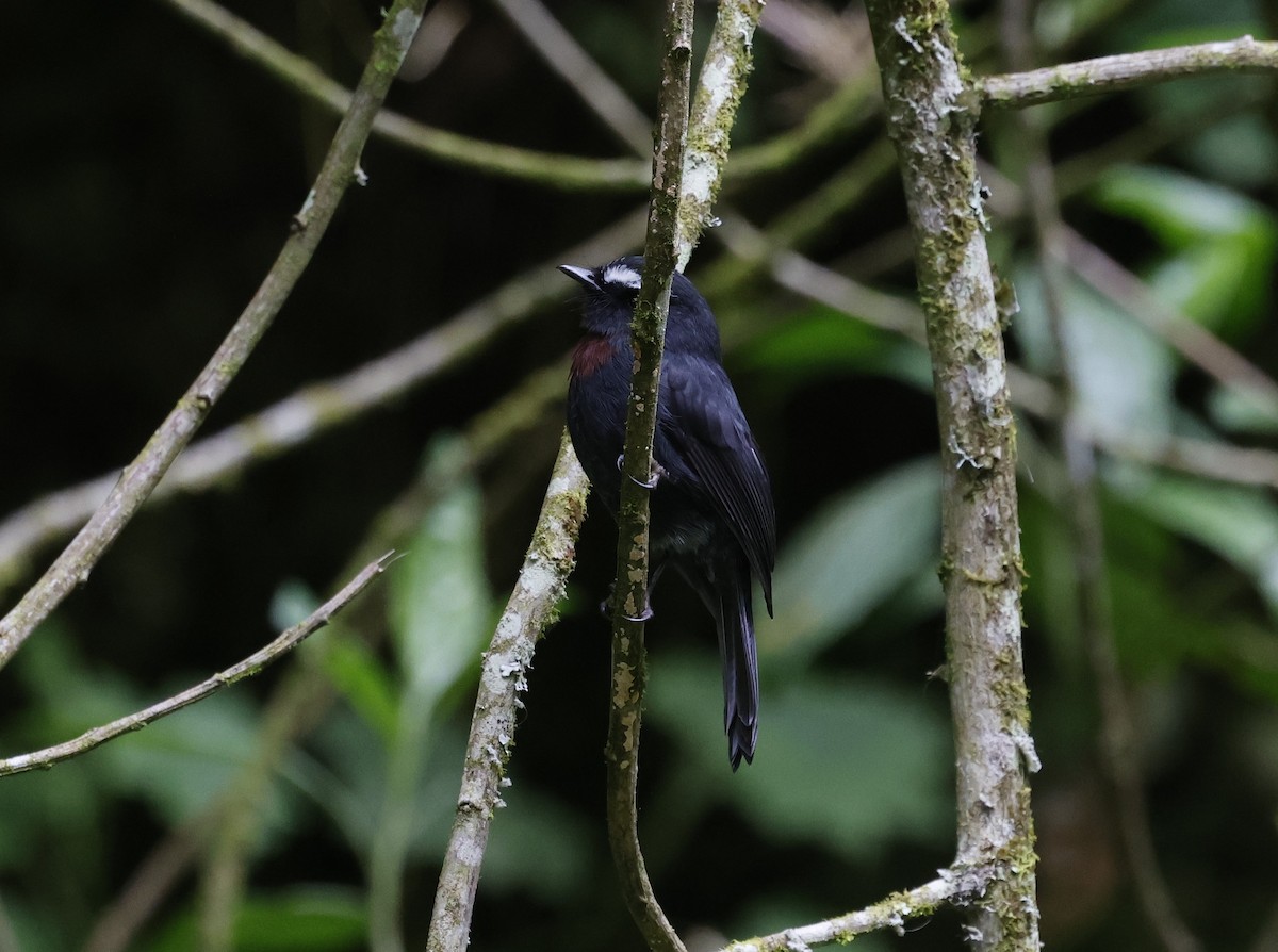 Pitajo à plastron - ML646433674