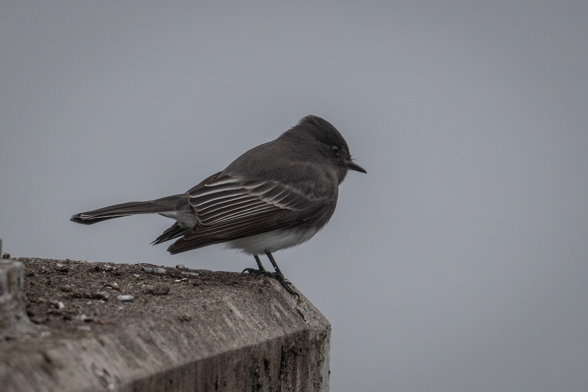 Black Phoebe - ML646433675