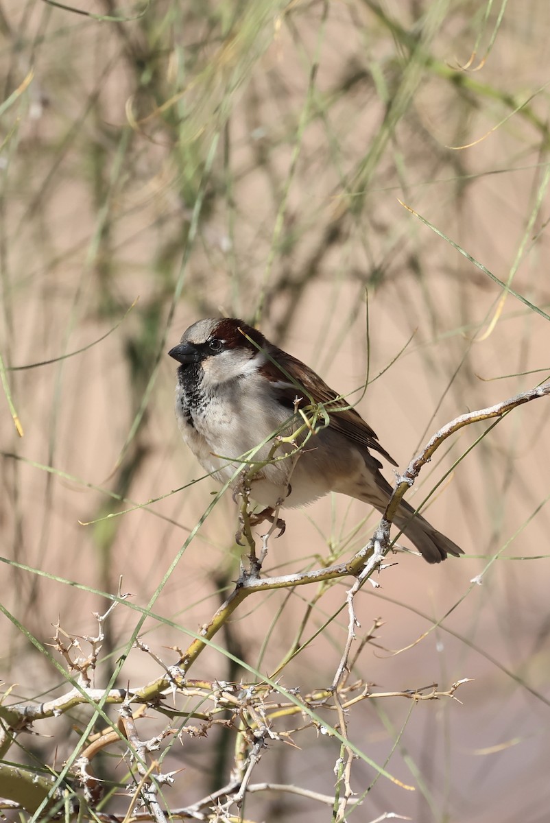 イエスズメ - ML646433676