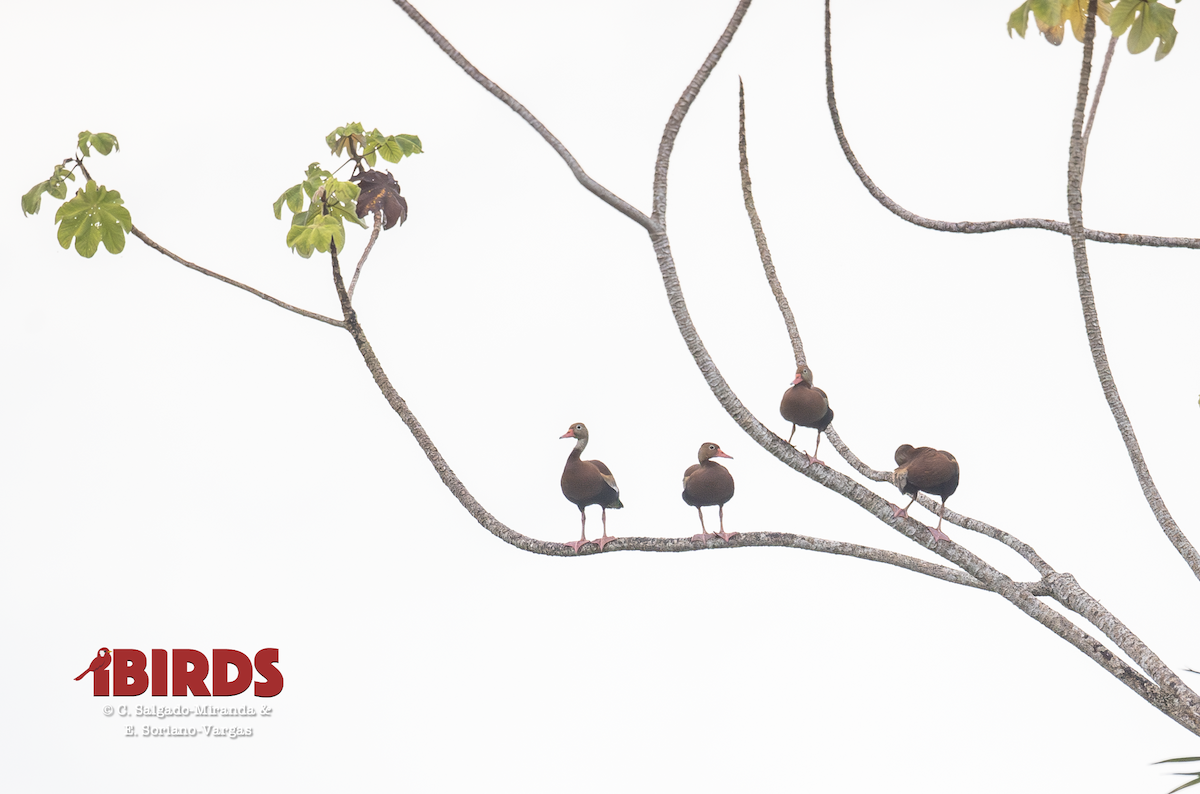 husička černobřichá - ML646433677