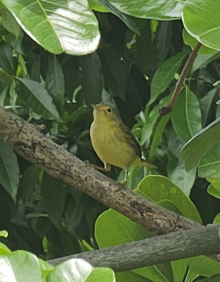 Northern Yellow Warbler - ML646433679