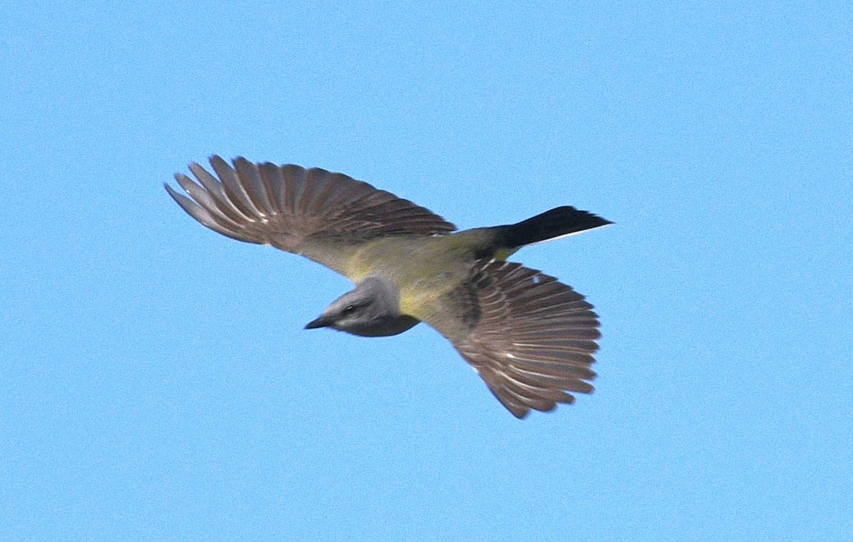 Western Kingbird - ML646433680