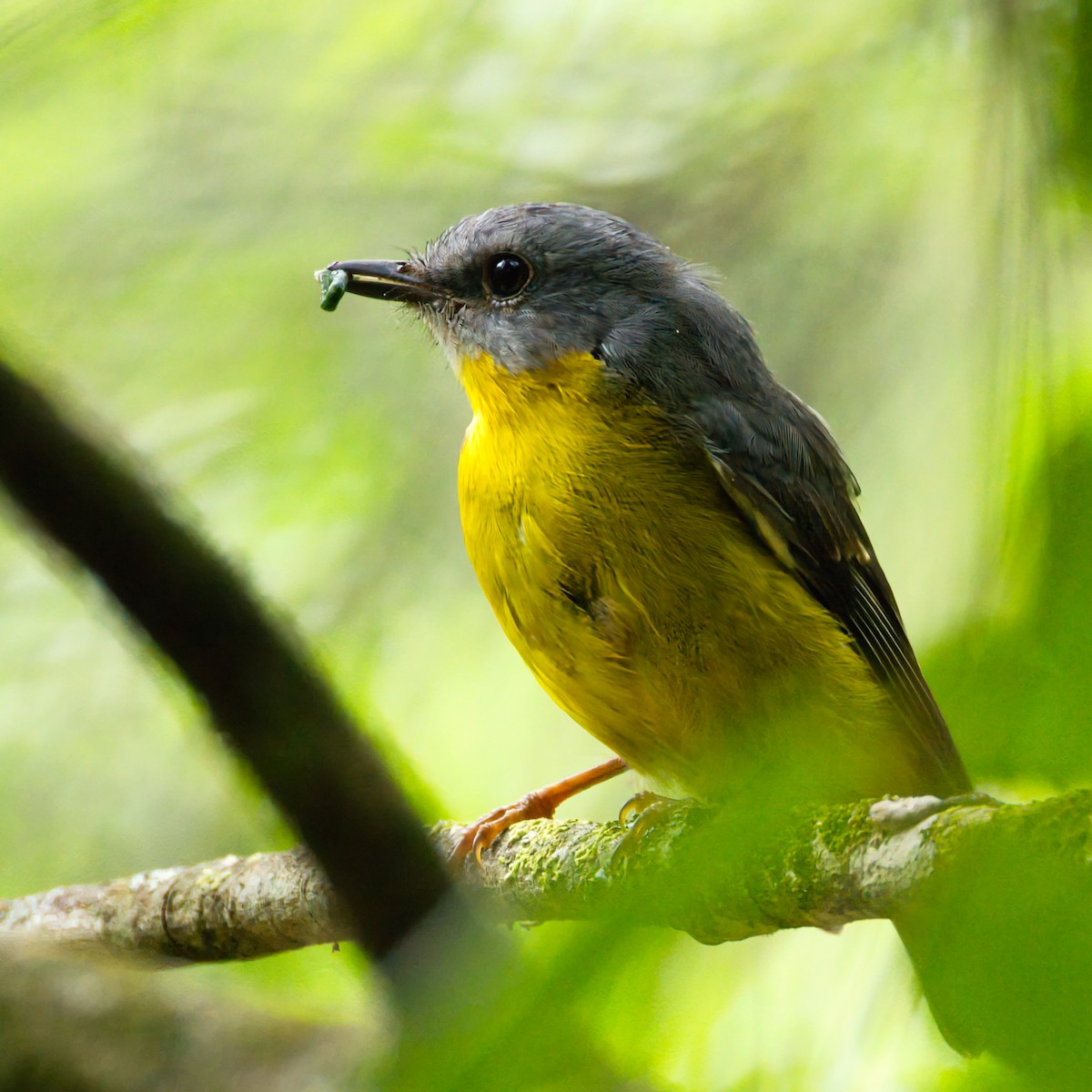 Eastern Yellow Robin - ML646433681