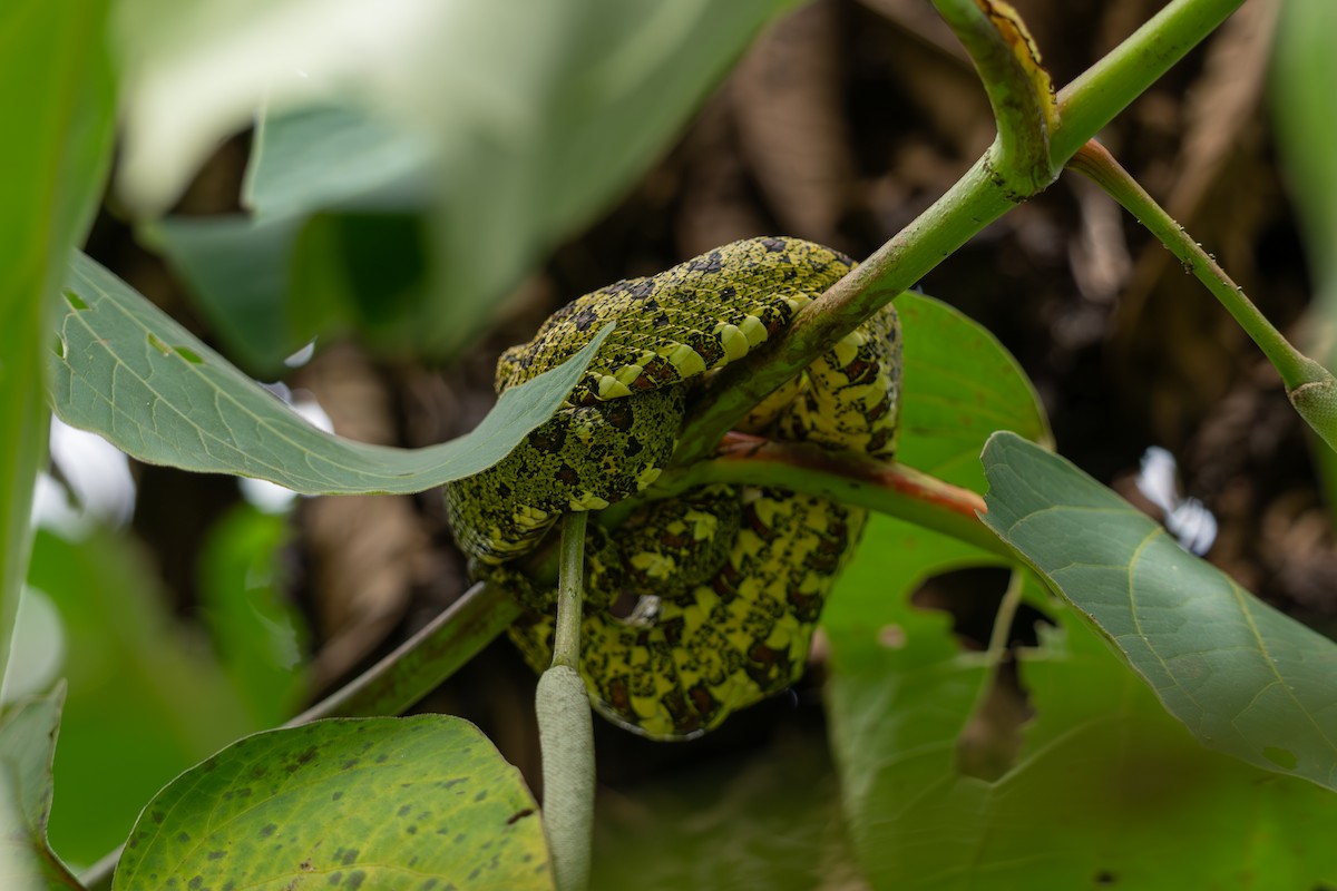 Central American Eyelash-Viper - ML646433682