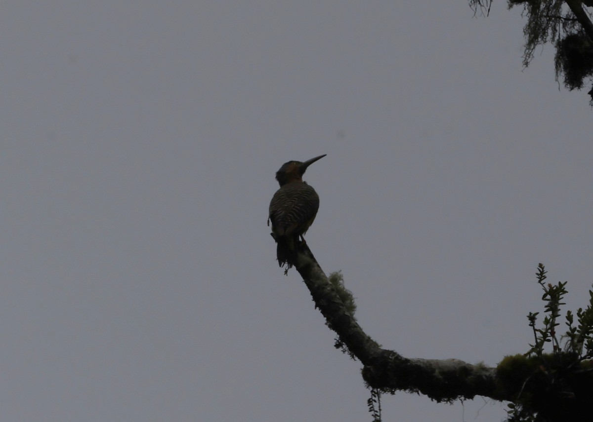 Pic des rochers - ML646433684