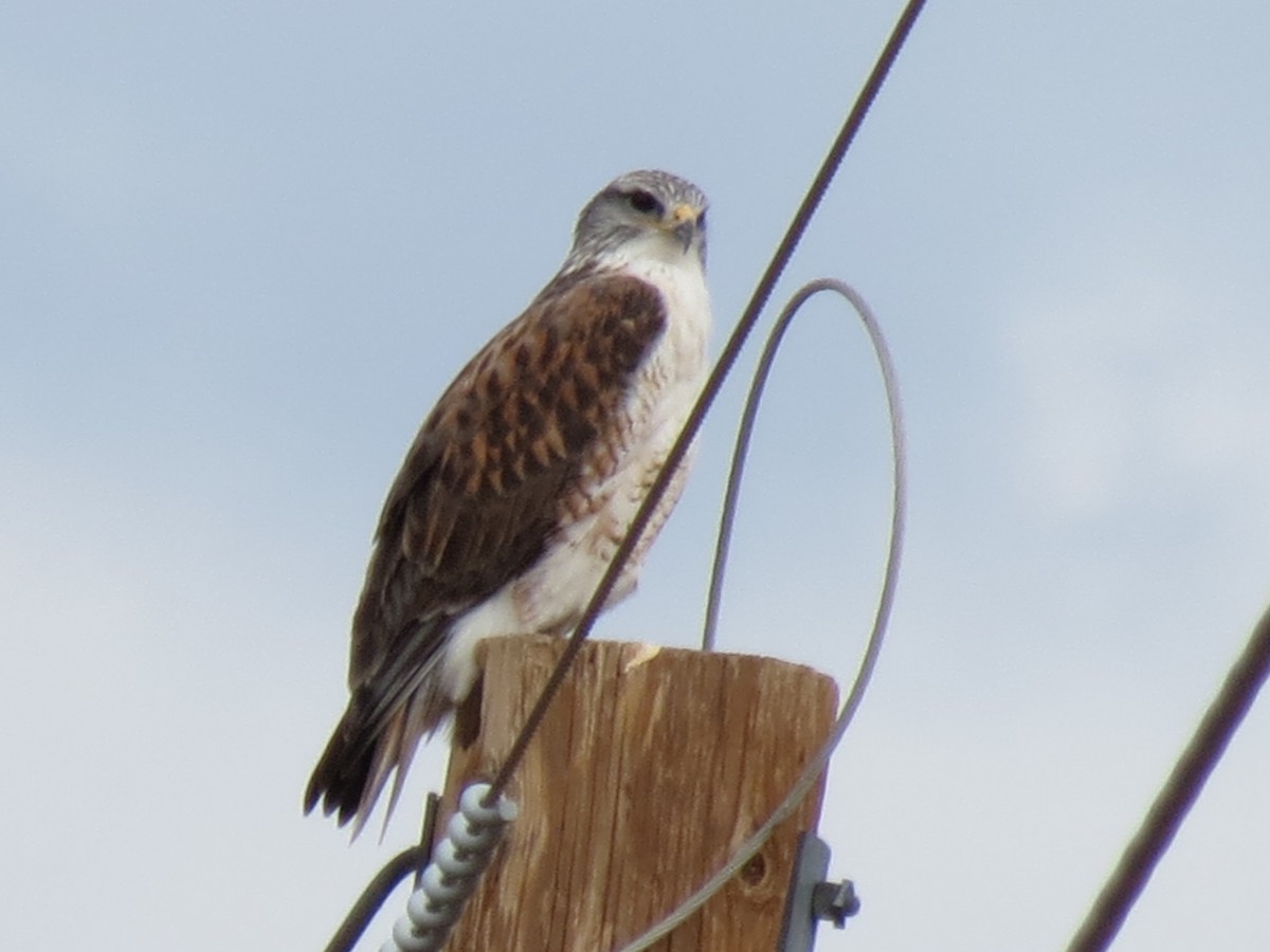 Ferruginous Hawk - ML646433687