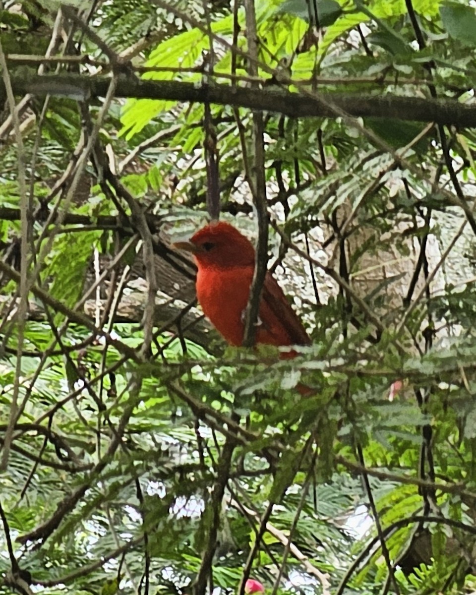 Summer Tanager - ML646433692