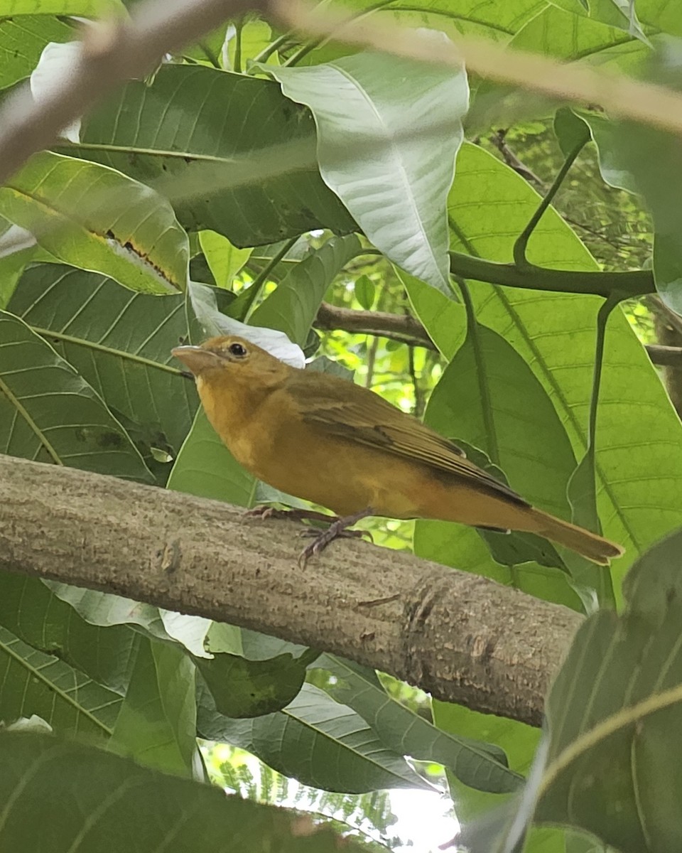 Summer Tanager - ML646433693