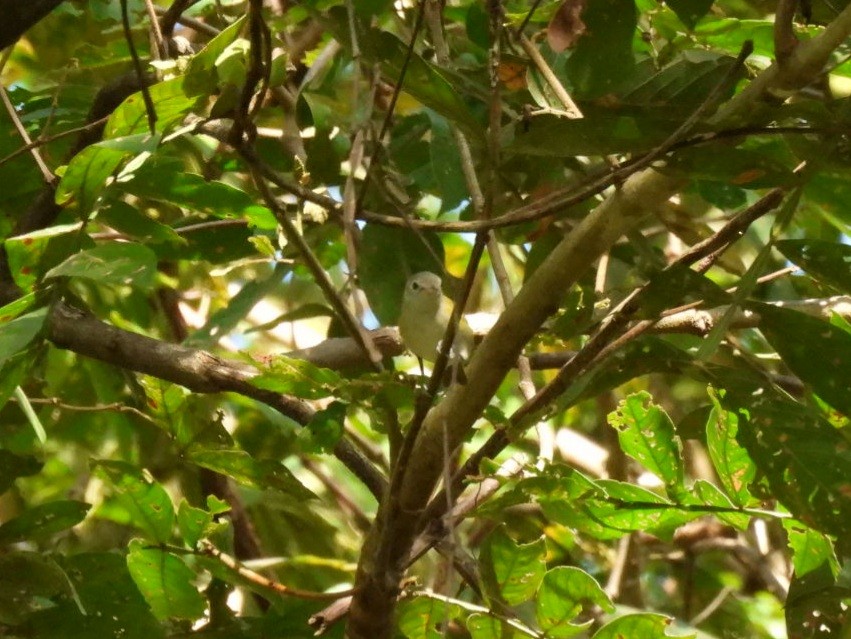 Lesser Greenlet - ML646433694