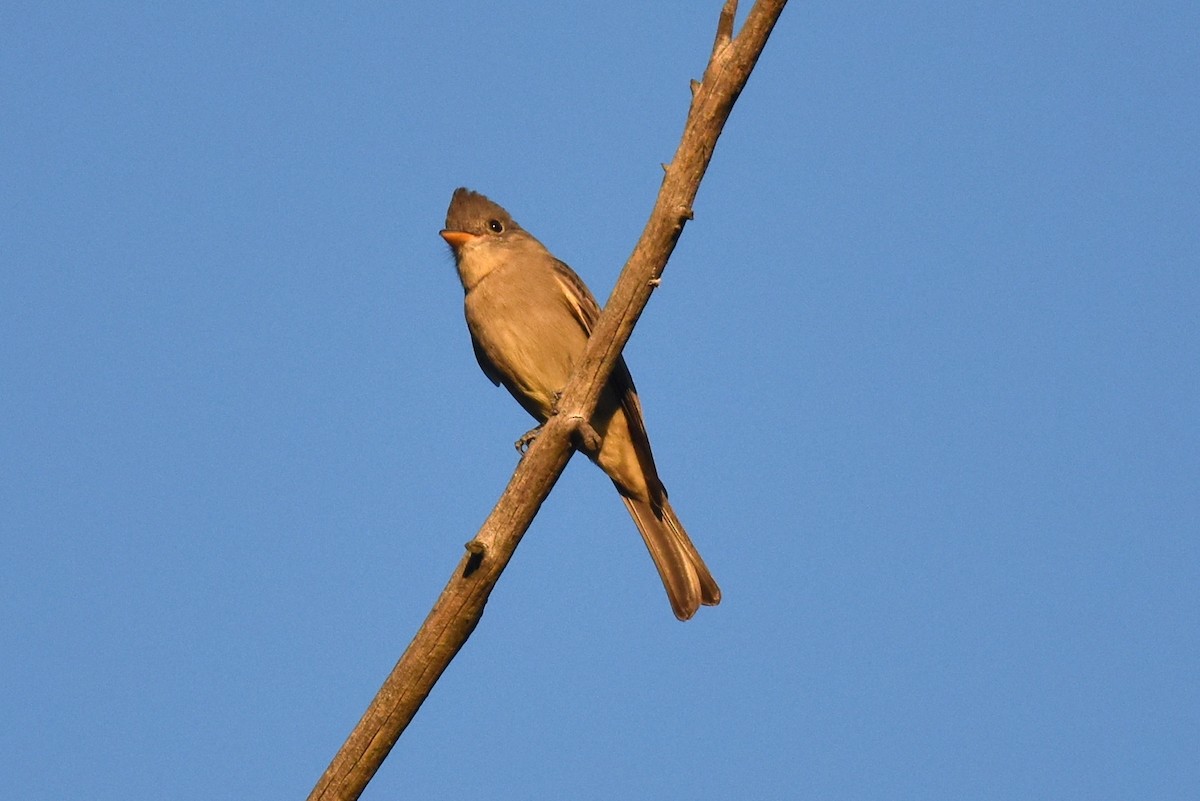 Greater Pewee - ML646433695