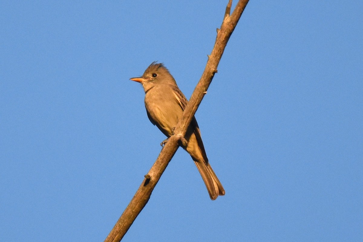 Greater Pewee - ML646433696