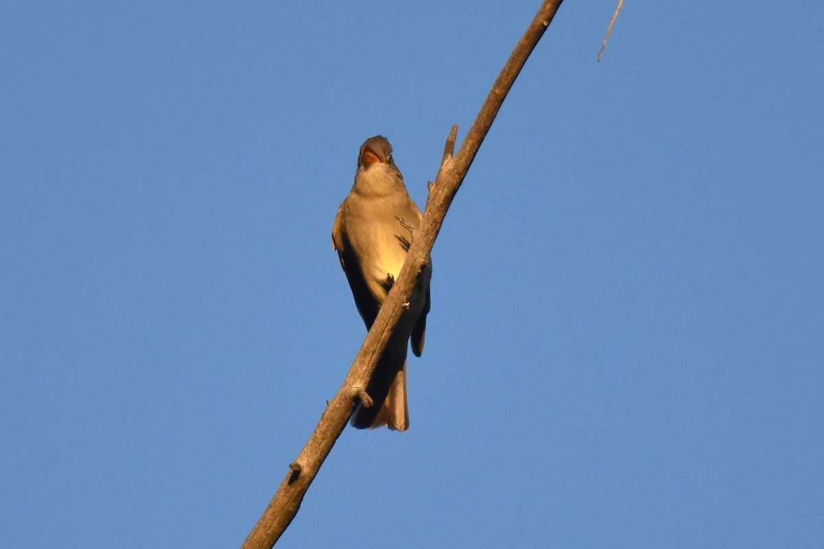 Greater Pewee - ML646433697
