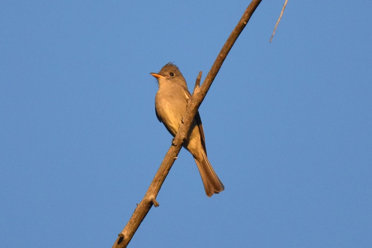 Greater Pewee - ML646433698