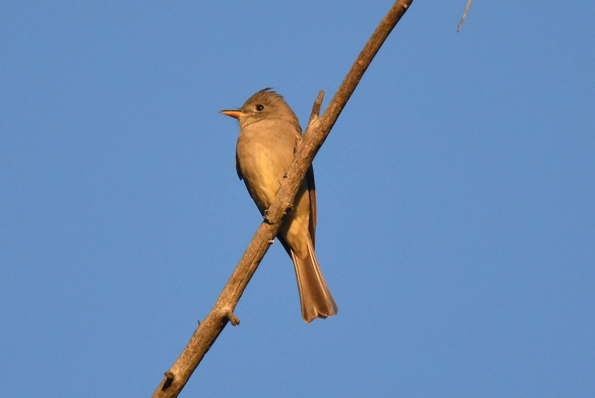 Greater Pewee - ML646433699