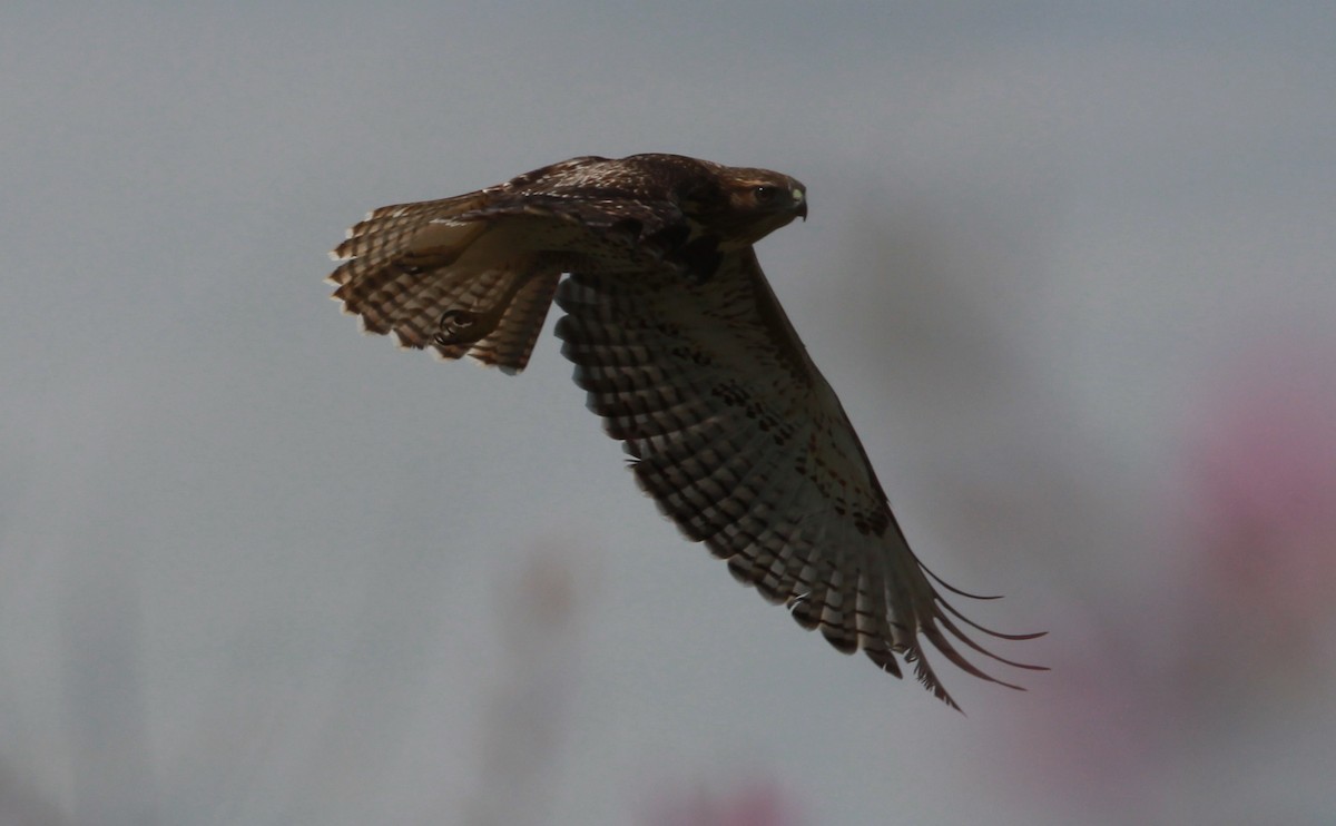Red-tailed Hawk - ML646433702