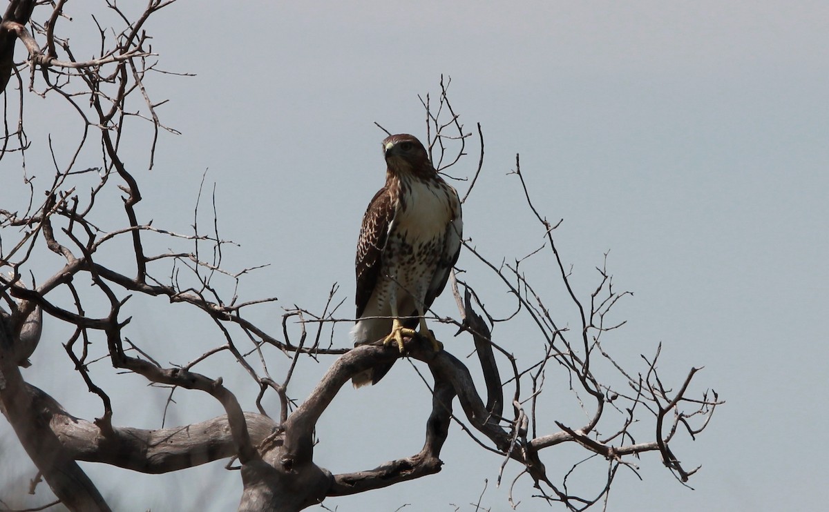 Red-tailed Hawk - ML646433703