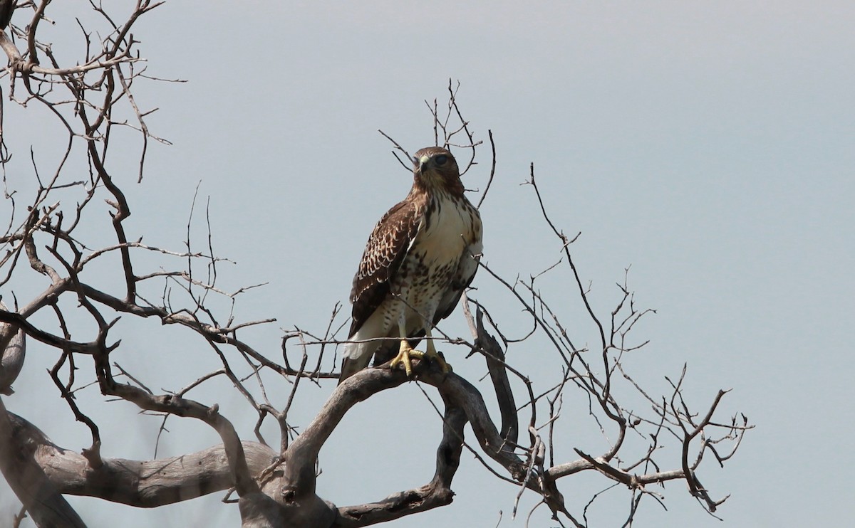 Red-tailed Hawk - ML646433704