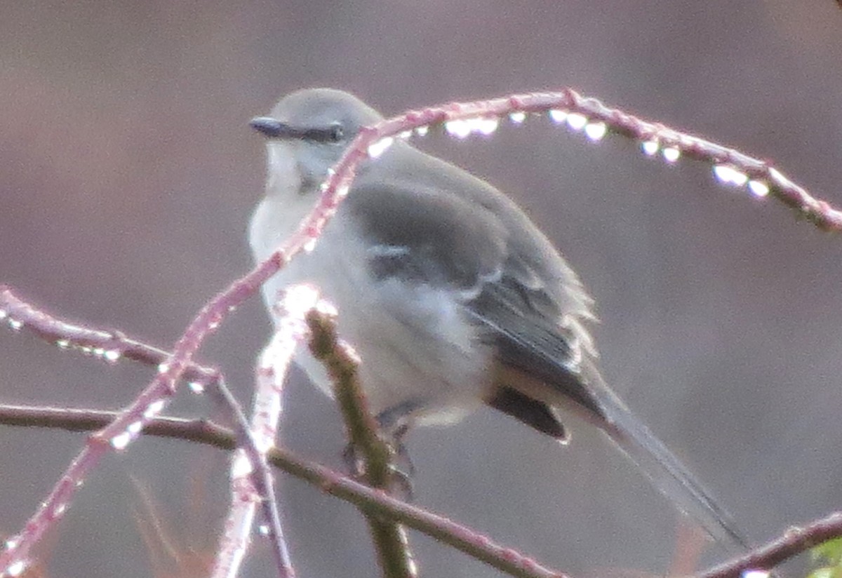 Northern Mockingbird - ML646433710