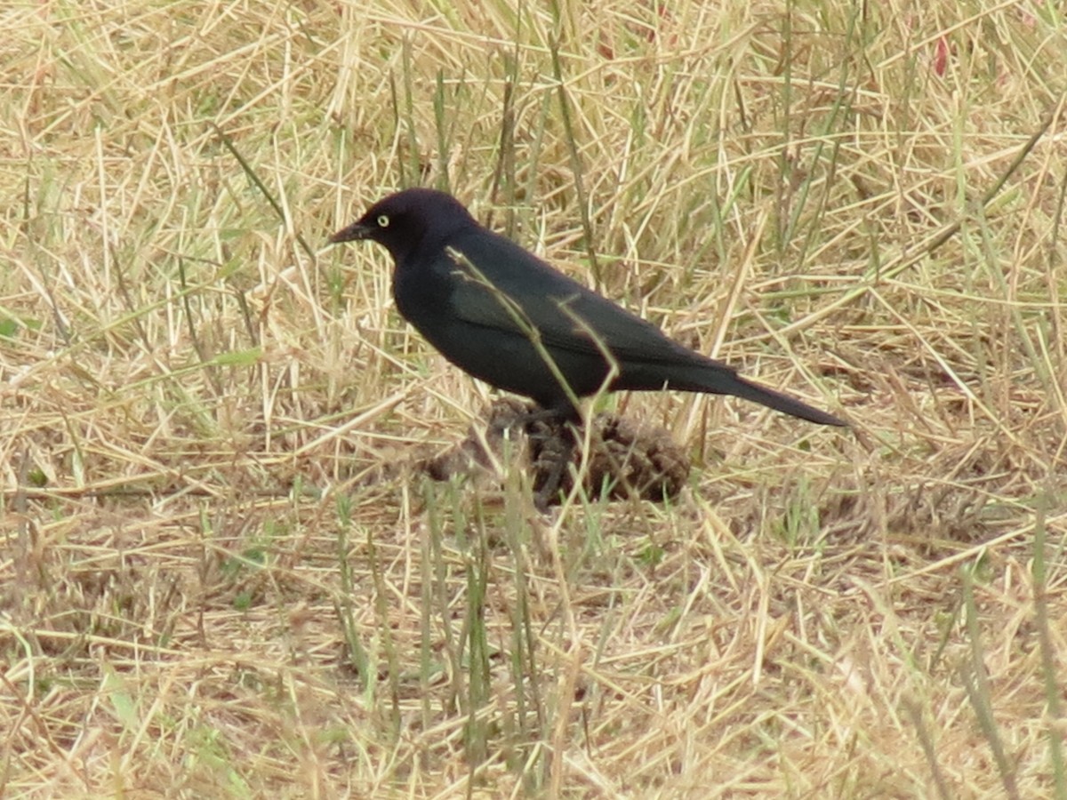 Brewer's Blackbird - ML646433711
