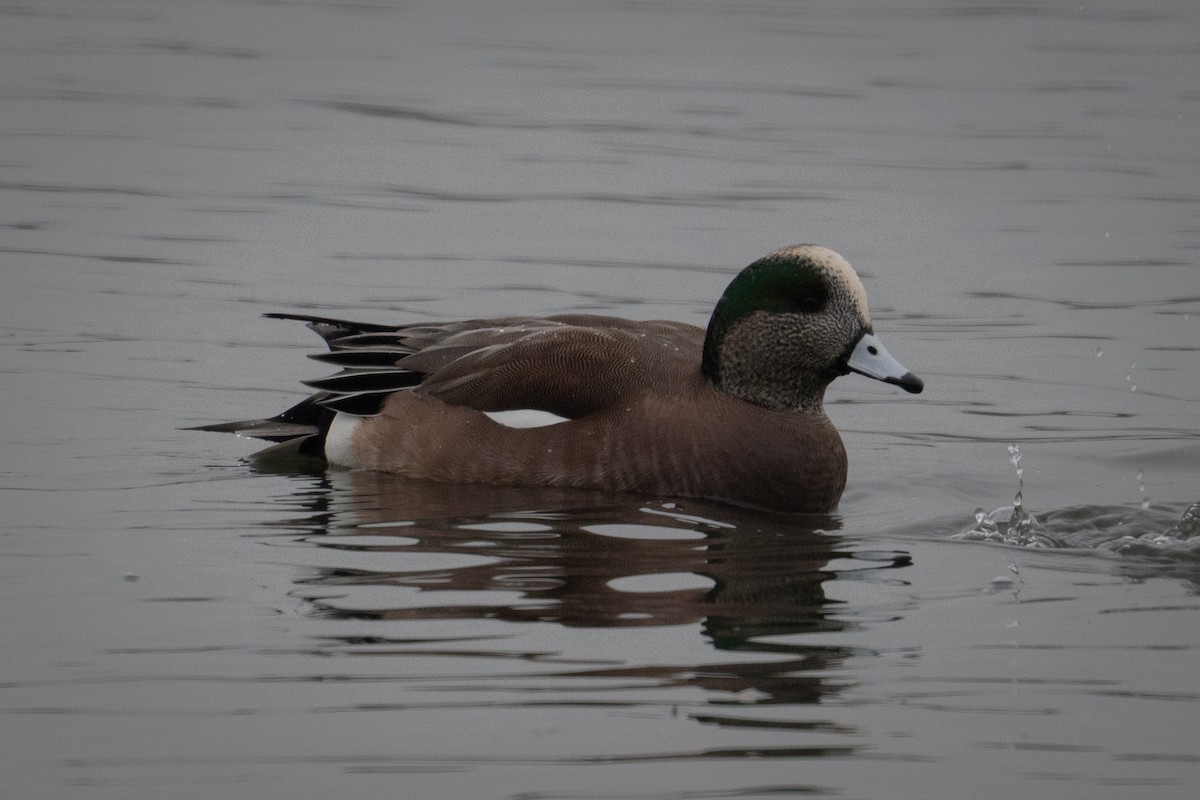 hvízdák americký - ML646433713