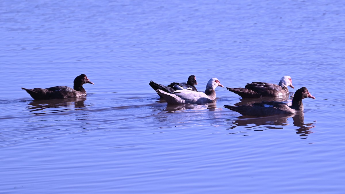 Muscovy Duck (Domestic type) - ML646433714