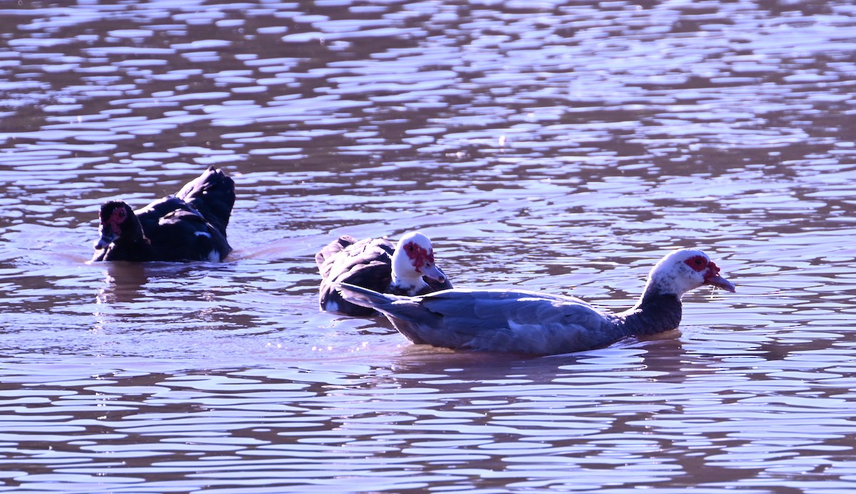 Muscovy Duck (Domestic type) - ML646433715