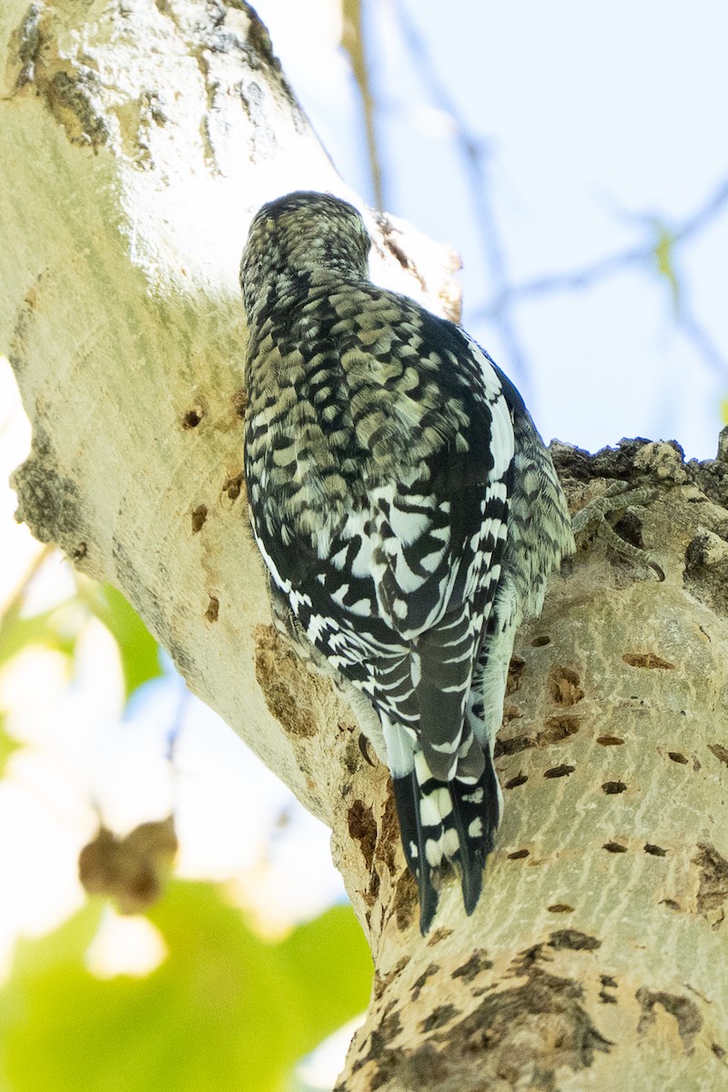 Yellow-bellied Sapsucker - ML646433716