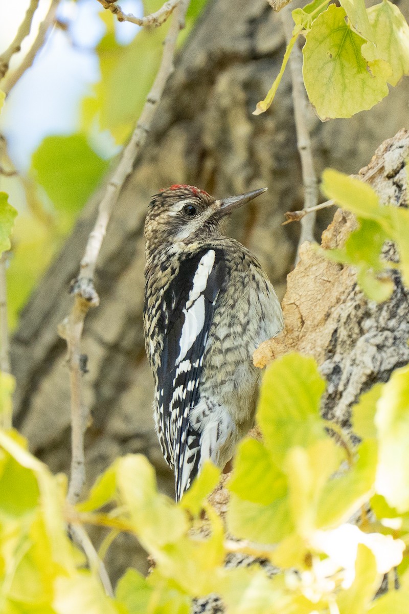 Yellow-bellied Sapsucker - ML646433717