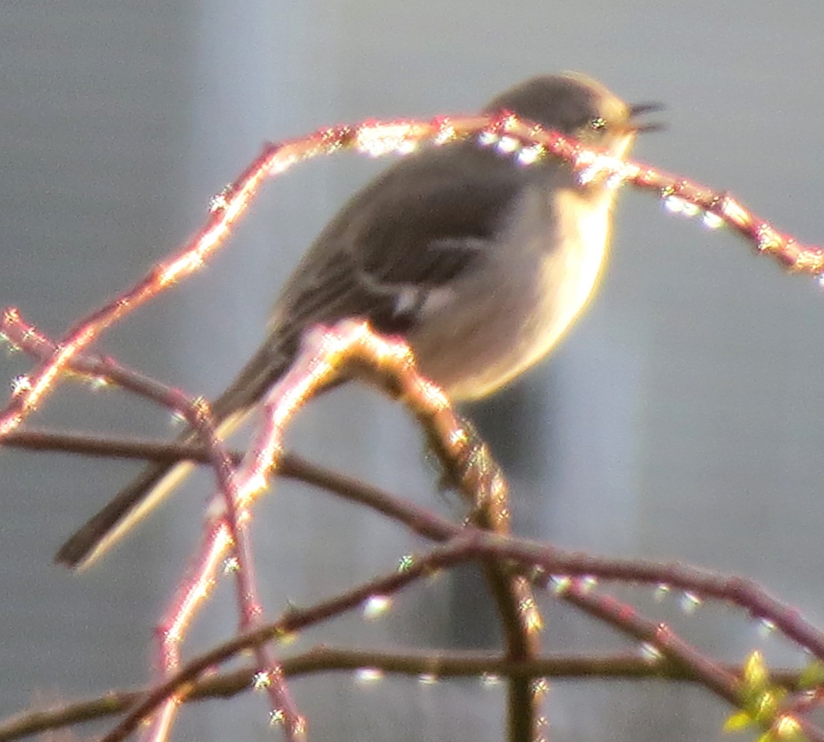 Northern Mockingbird - ML646433718