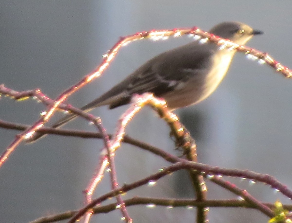 Northern Mockingbird - ML646433719